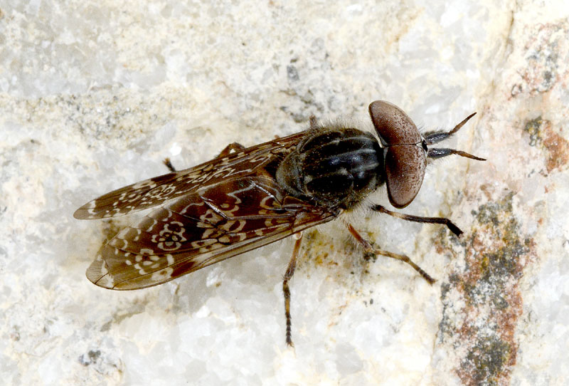 Dittero particolare: Haematopota italica, maschio (Tabanidae)